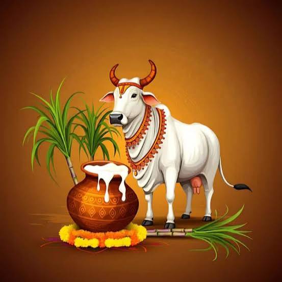 Mattu Pongal festival